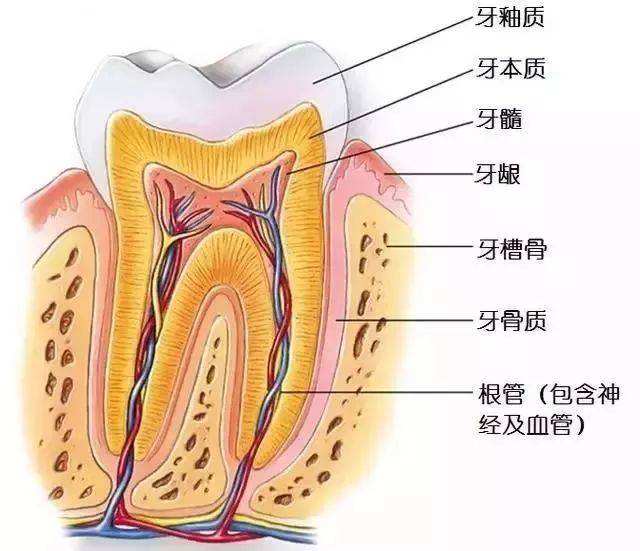 根管治疗就是抽牙神经吗？根管治疗和牙髓治疗是怎么回事？